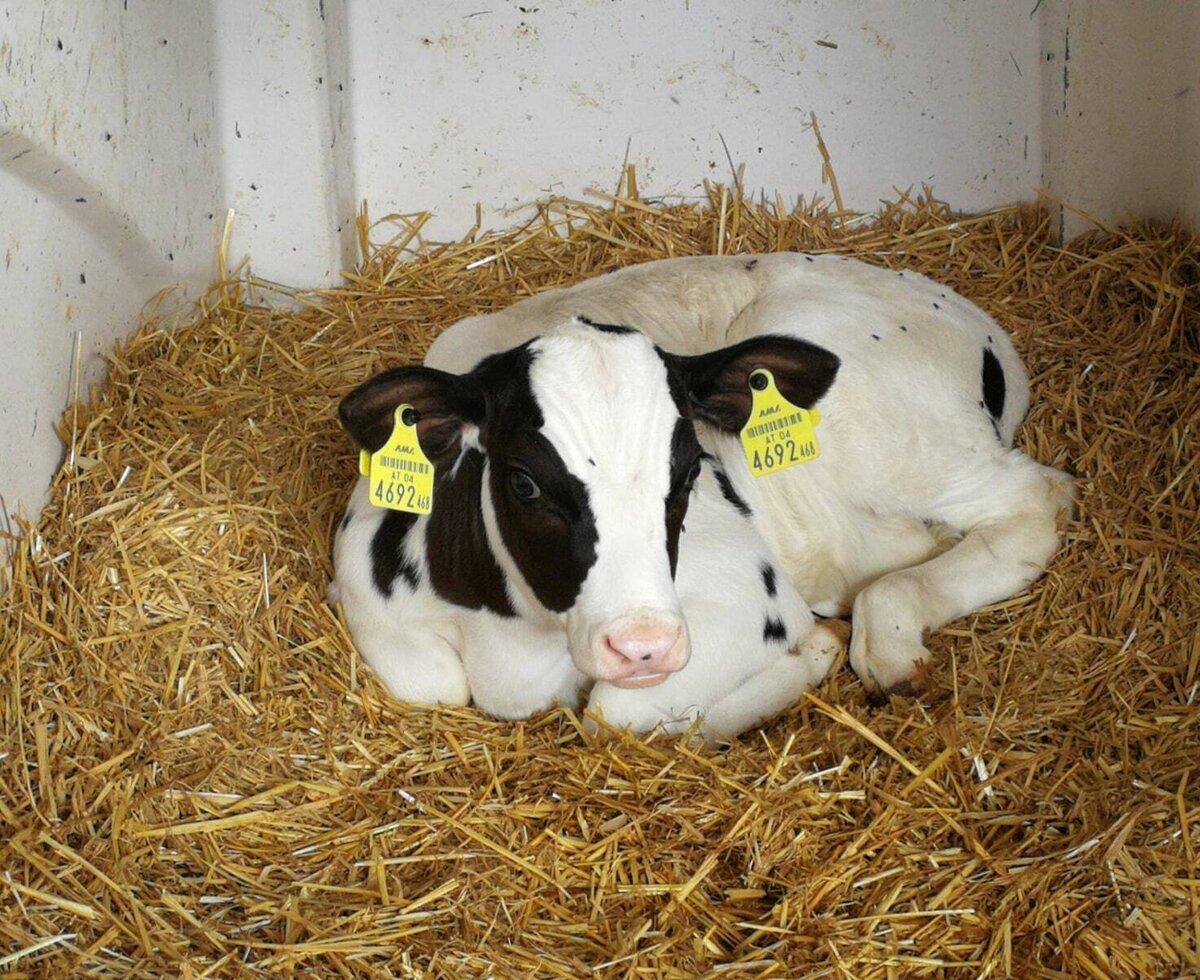 unser neugeborenes Kälbchen