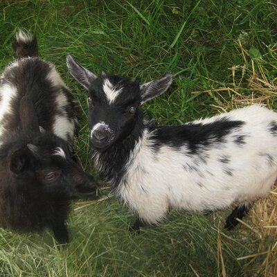 Zwergziegen Mecki und Trixi