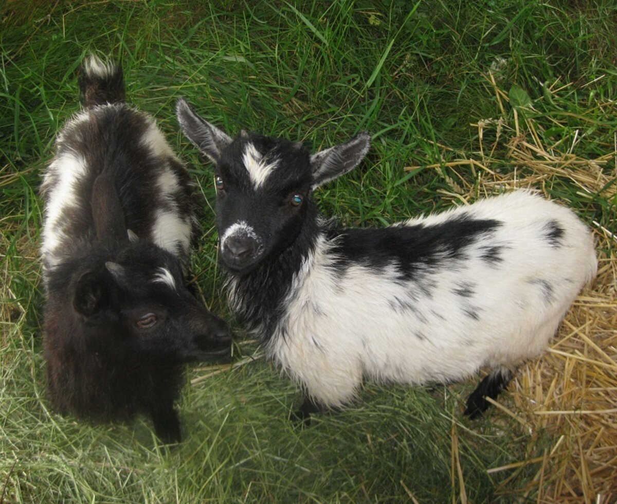 Zwergziegen Mecki und Trixi