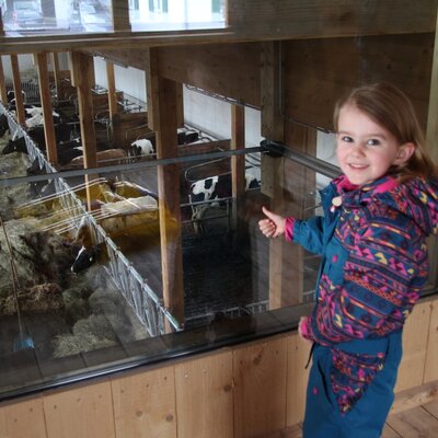 die Tiere im Stall durch ein Sichtfenster beobachten