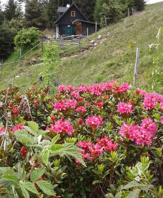 Ein Gebäude des Hofs auf einem bewaldeten Berghang, mit blühenden Alpenrosen im Vordergrund.