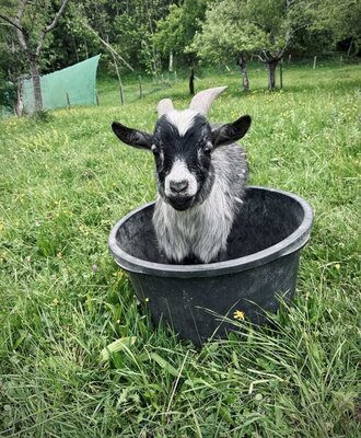 Ziegenbock Ferdi nimmt ein Fußbad