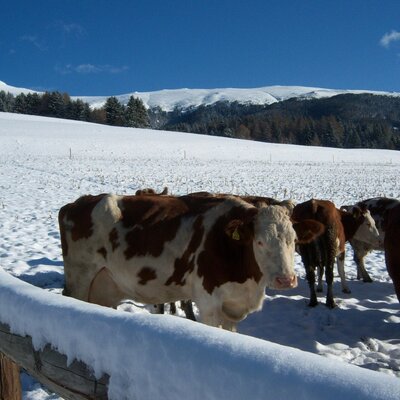 Kühe Winter