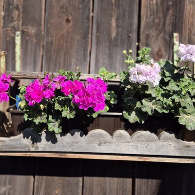Blumenkasten mit pinken und weißen Geranien an der Holzwand des Bed and Breakfast.