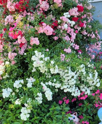 Blühender Rosenbusch in verschiedenen Farben im Garten des Roßpointnerrhofs