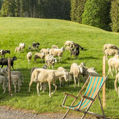 Früh morgens werdet ihr von euren wolligen Nachbarn geweckt. © Elisabeth Fröhlich