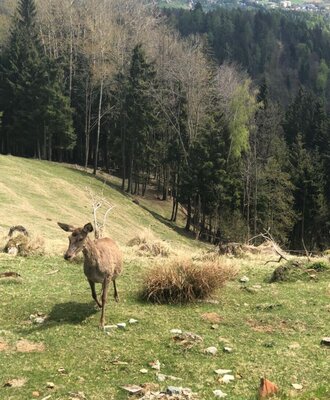 Die malerische Natur direkt am Ferienhaus mit einem Rotwild auf einer saftigen Bergwiese am Waldrand.