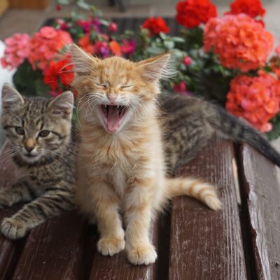 Katzen
