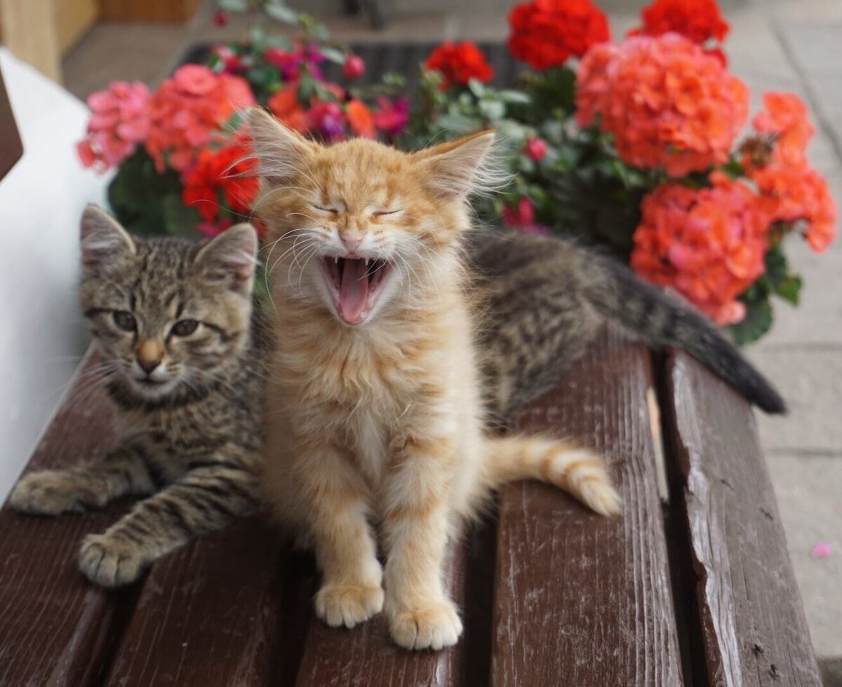 Katzen
