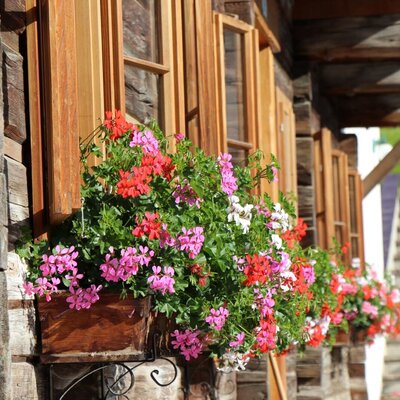 Holzfenster des Bauernhofs mit geöffneten Läden und bunten Geranien in Blumenkästen.