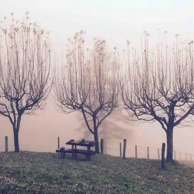 Außenbereich des Hofs mit Picknickbank und Bäumen bei Nebel.