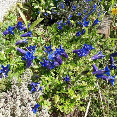 Blumen