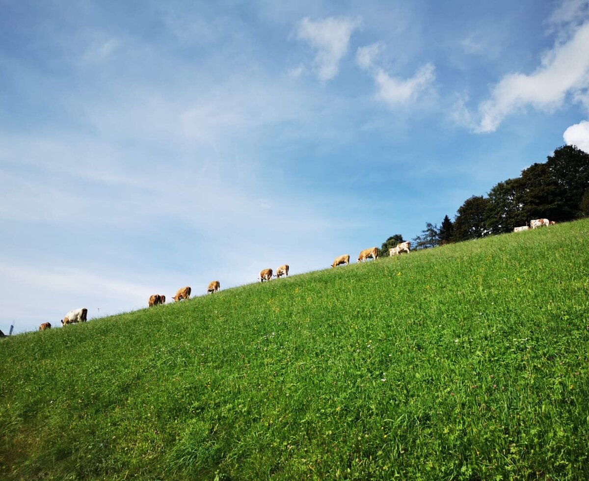 Milchkühe