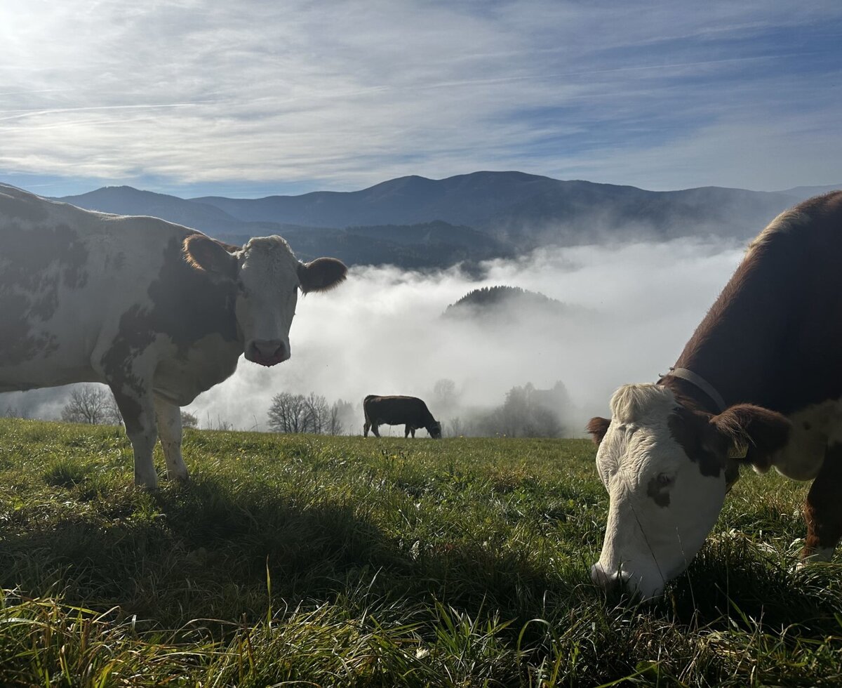 Ein weiterer Urlaubstag am Nebelmeer für unsere Milchkühe