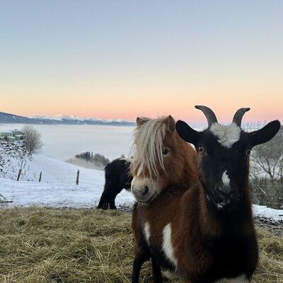 Wendy mit Ziege Romi