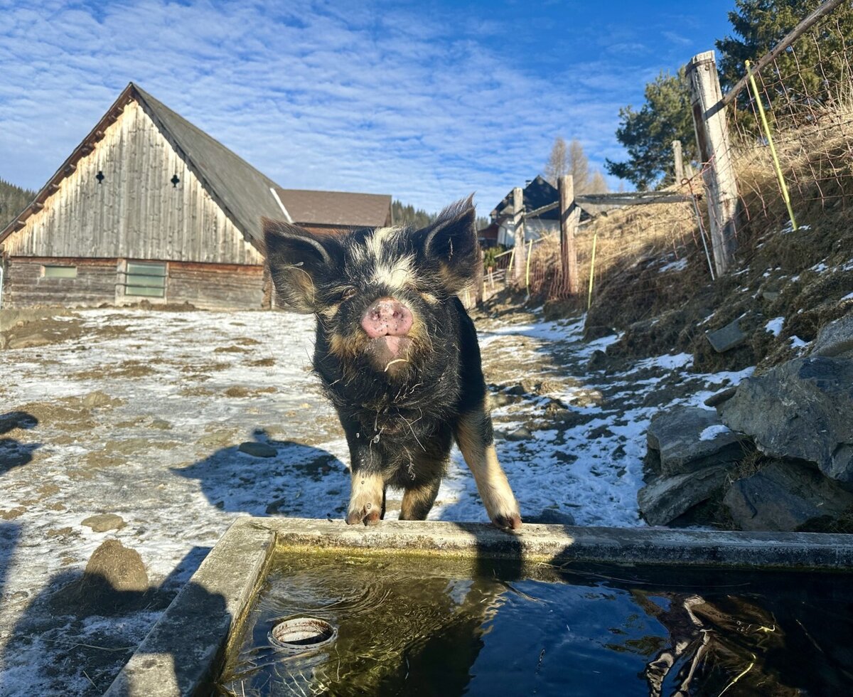 Kune kune Ferkel Beata