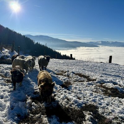 Winterauslauf beim Hüttenstall