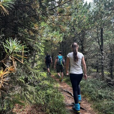 Wandern auf den Steinplan, durch den Zirbenwald