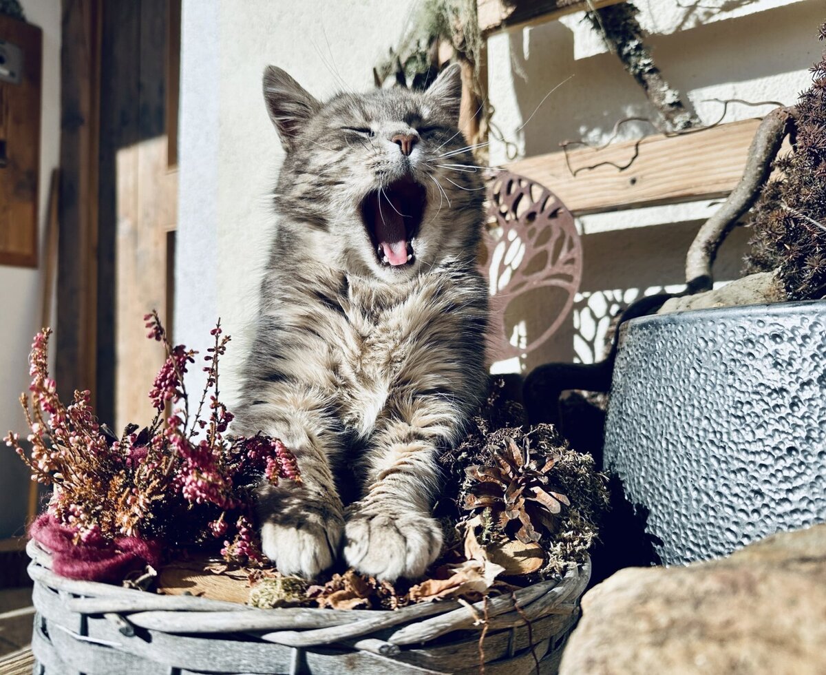 Raubkatze Lucy