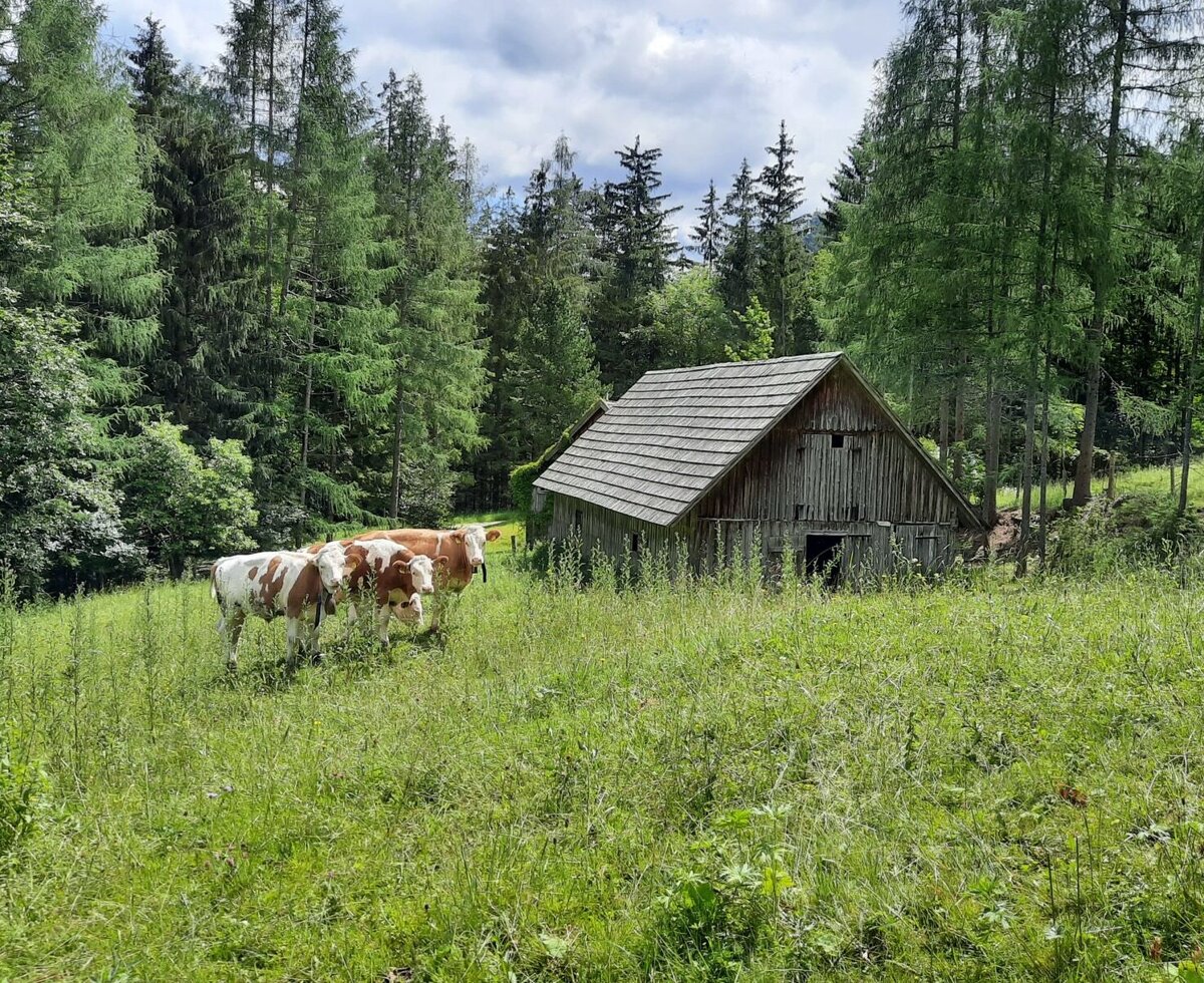 Kühe grasen auf der Wiese neben einer traditionellen Holzhütte am Waldrand auf dem Bauernhof.