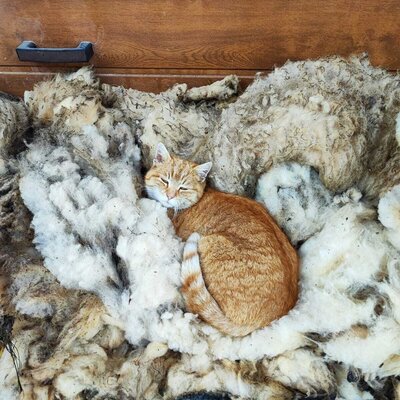 Ein Bett aus Schafwolle