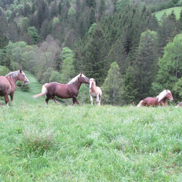 Unser Pferde auf der Weide