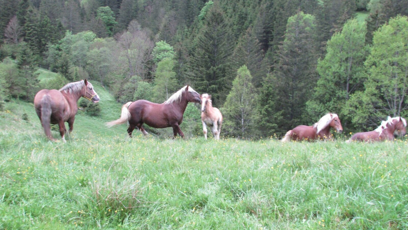 Unser Pferde auf der Weide