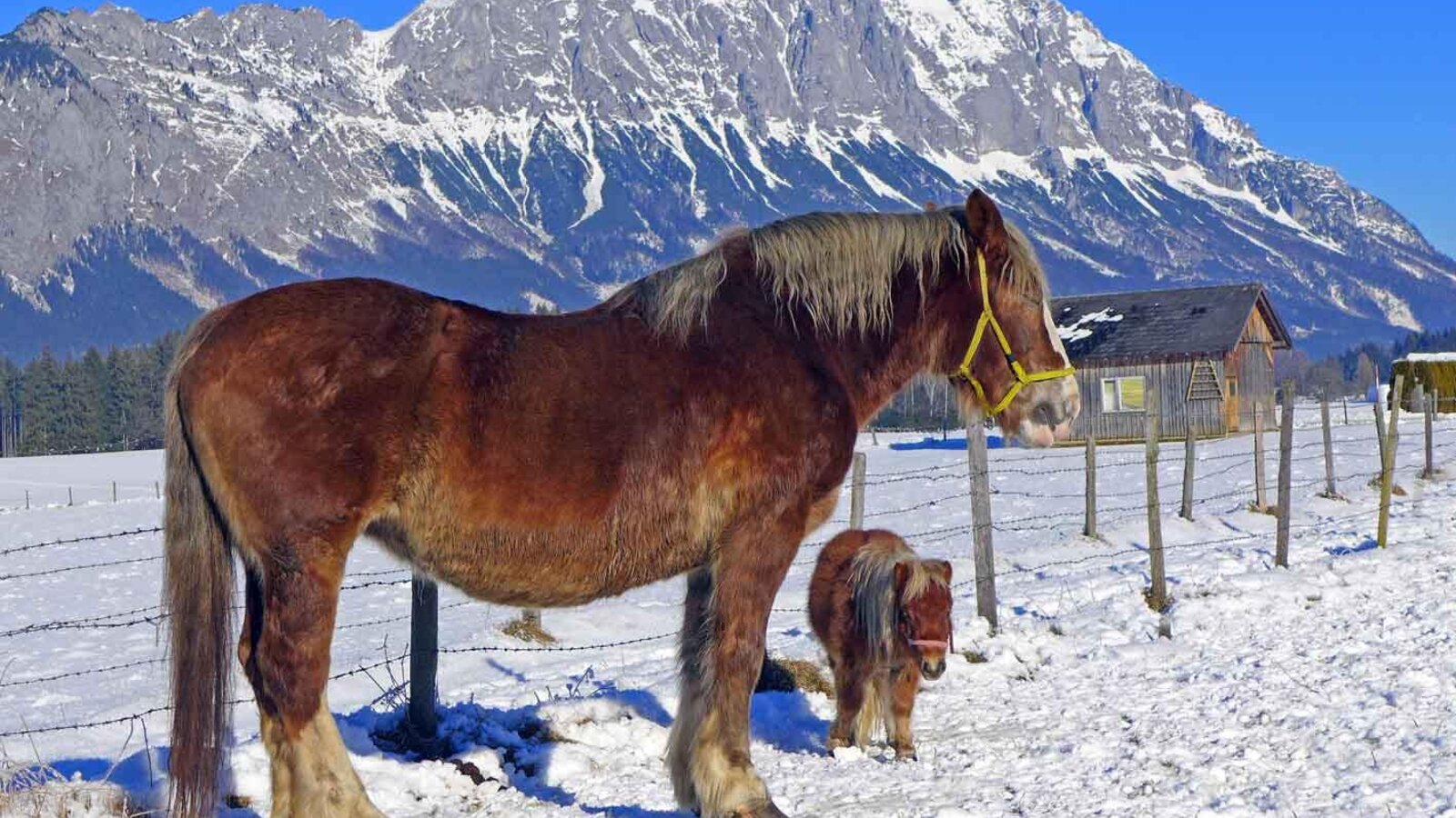 Norika und Minipony