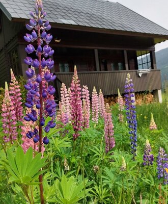 Blumen vor dem Eingang