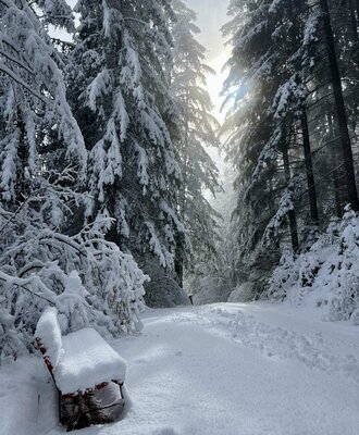 Verschneiter Waldweg mit hohen Bäumen und einer schneebedeckten Bank in der Umgebung der Ap­par­te­ments.