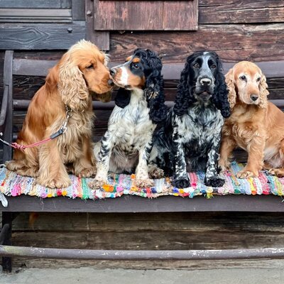 Unsere Cockerspaniels vor der Hütte