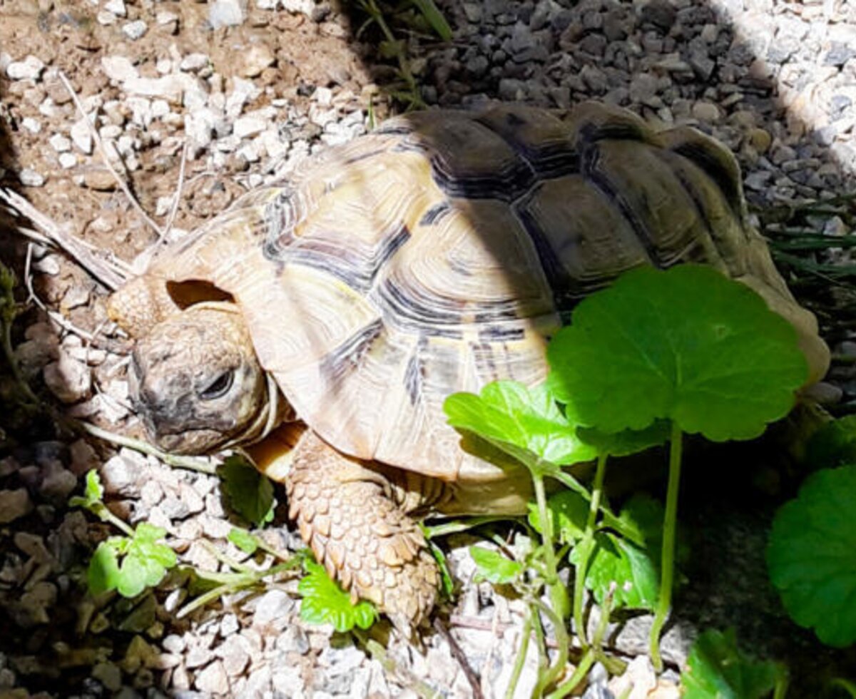 Eine Schildkröte auf dem Bauernhofgelände.