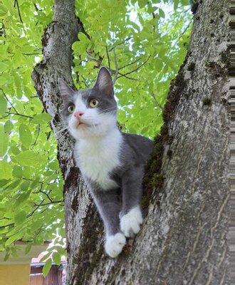Grau-weiße Katze in einem Baum des Bauernhofs.