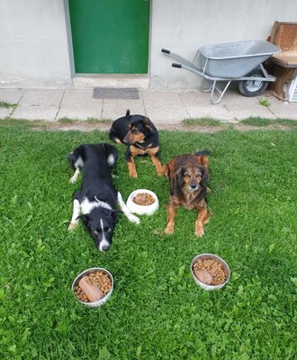 Unsere Hunde