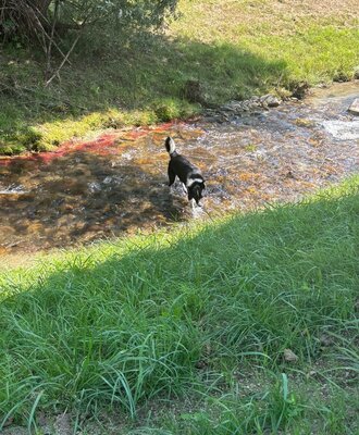 Lemmy liebt das wasser 