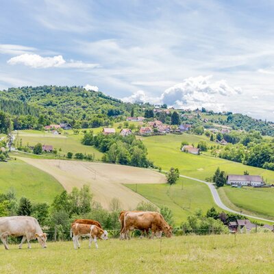 Kühe grasen auf den Feldern des Bauernhofs mit Blick auf die hügelige Landschaft und ein Dorf. (c) Elisabeth Fröhlich Photography