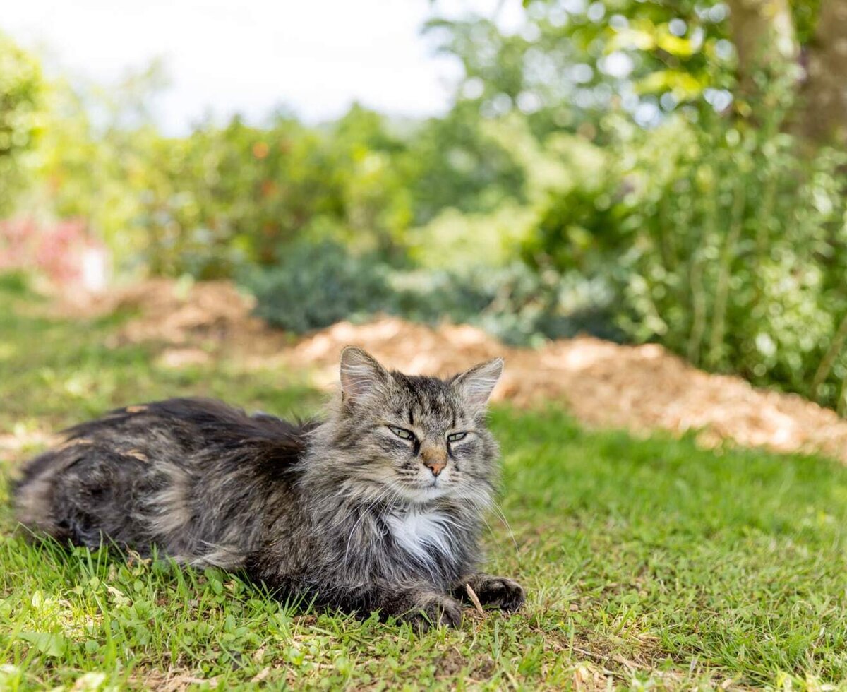 Eine Katze liegt auf dem Gras auf dem Bauernhof. (c) Elisabeth Fröhlich Photography