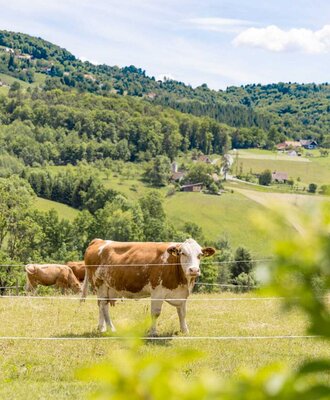 Kühe auf der Weide des Bauernhofs vor einer hügeligen Landschaft. (c) Elisabeth Fröhlich Photography