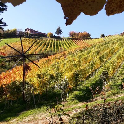 Herbstliche Weinberge mit einem traditionellen Klapotetz und einem Haus auf dem Hügel.