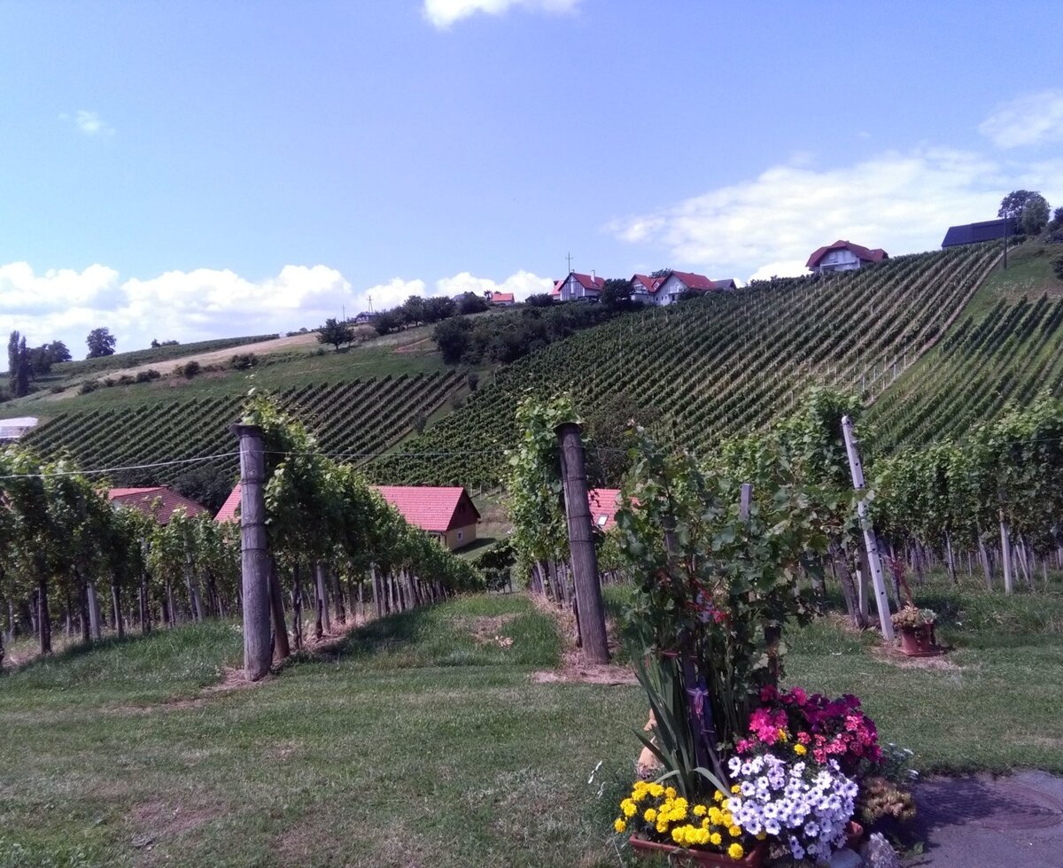 Blick in den Weingarten