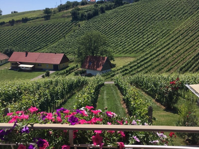 Blick in den Weingarten