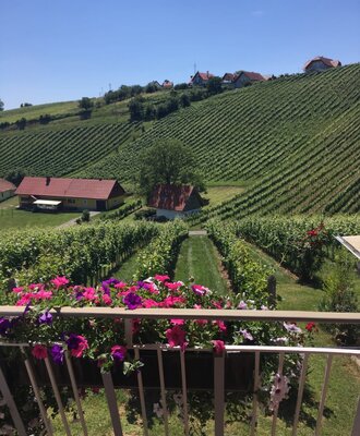 Blick in den Weingarten