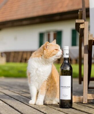 Eine Katze sitzt neben einer Weinflasche auf einer Holzterrasse des Bauernhofs.