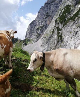 Kühe auf der Alm