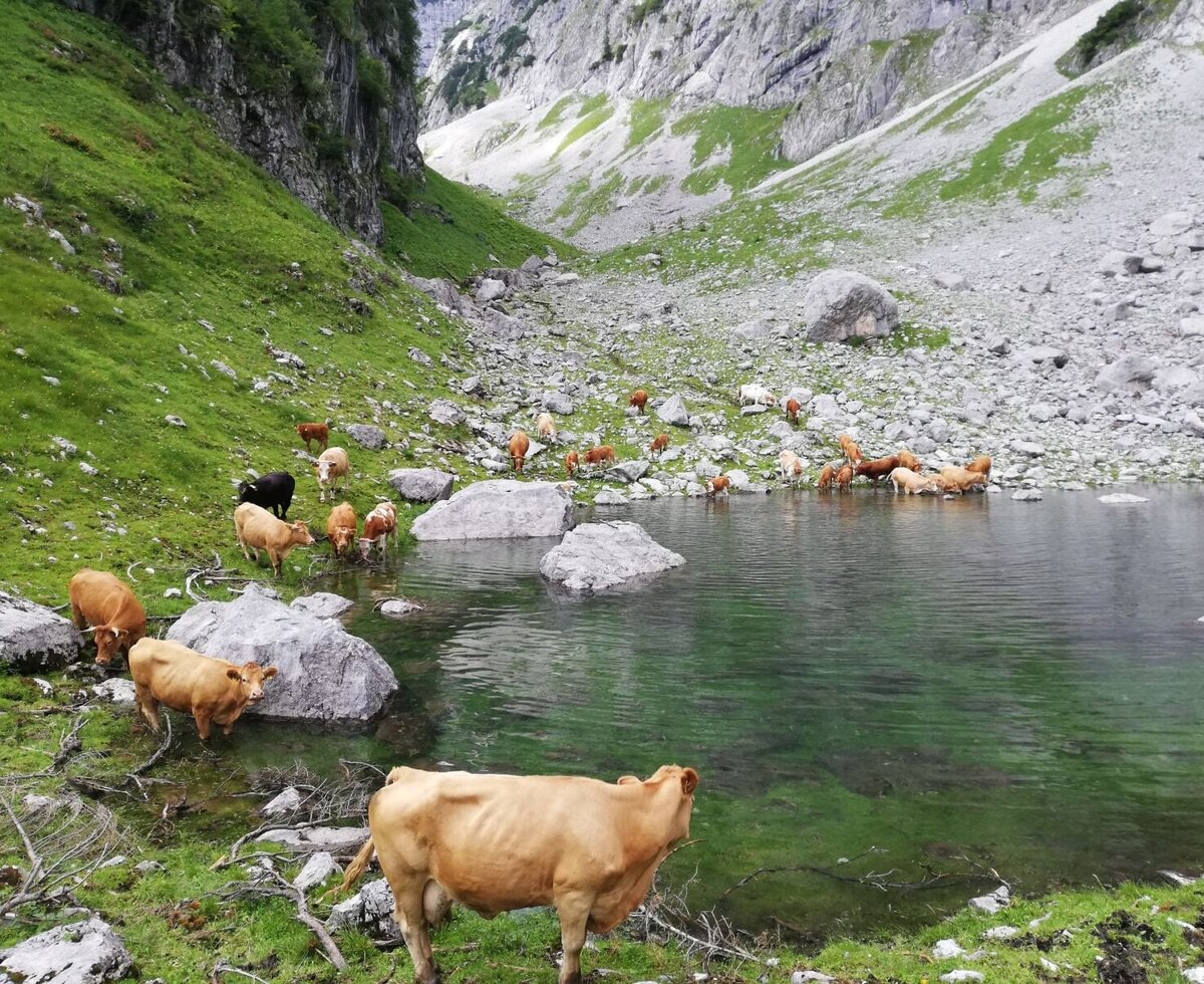Kühe auf der Alm