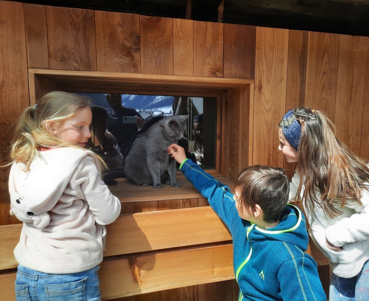 Streicheleinheiten für Kater "Wiskey"