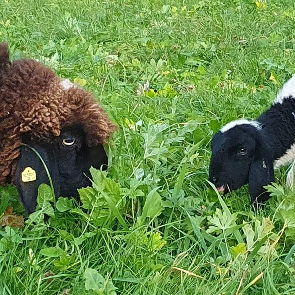 Ein Schaf und ein Lamm grasen auf der Wiese des Bauernhofs.