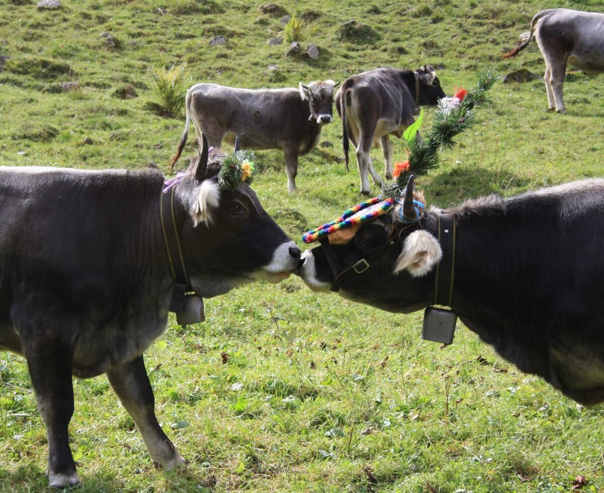 Zwei Kühe mit traditionellem Kopfschmuck berühren sich auf der Weide des Bauernhofs.