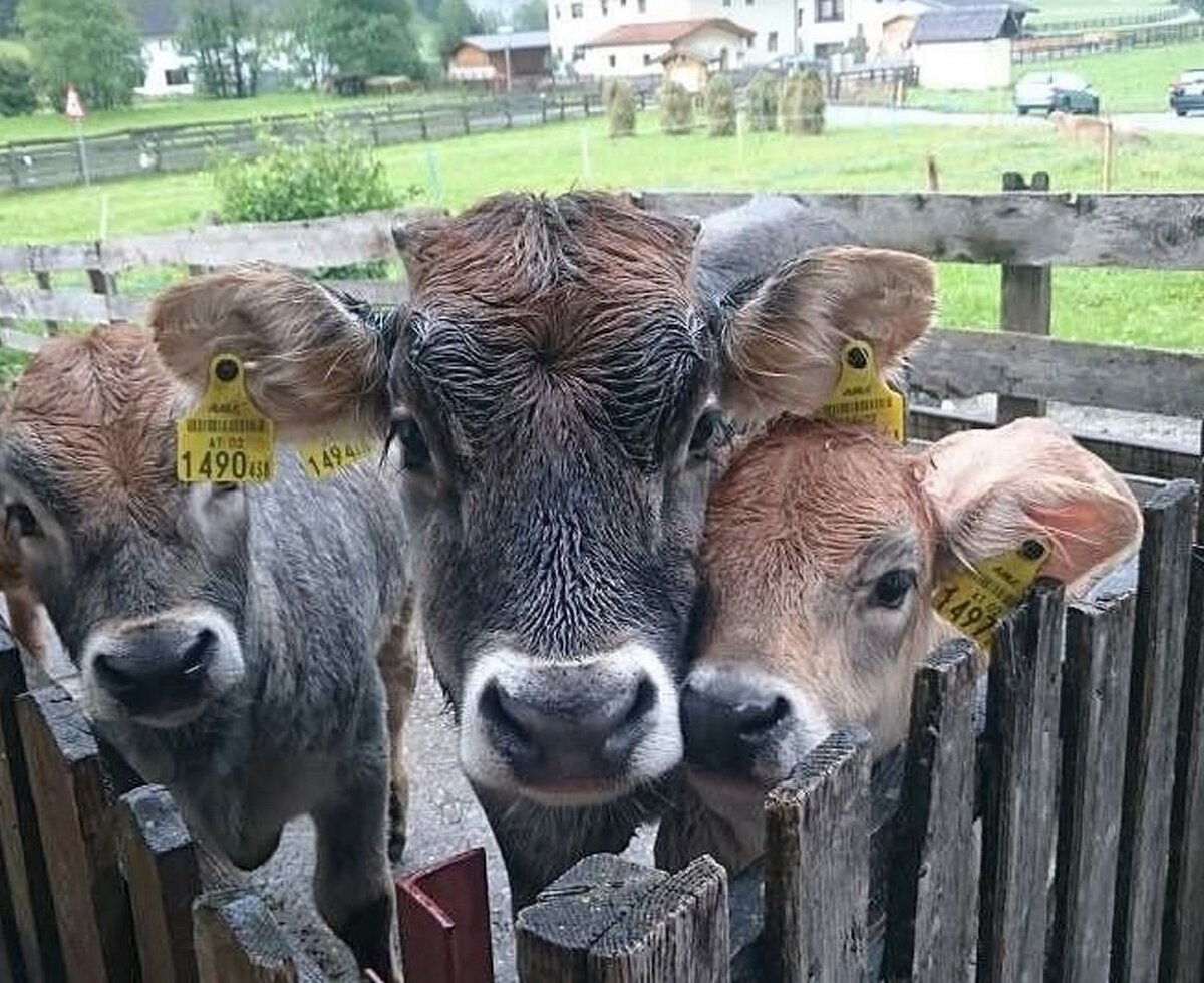 Unsere Jungrinder am Alfaierhof genießen die Natur und das Leben am Bauernhof.