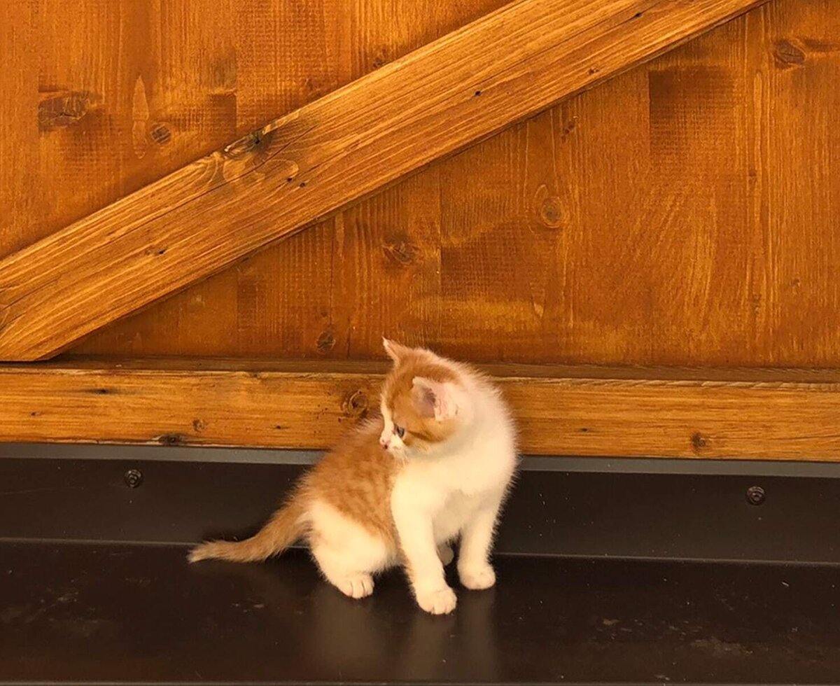 Katze am Poschhof